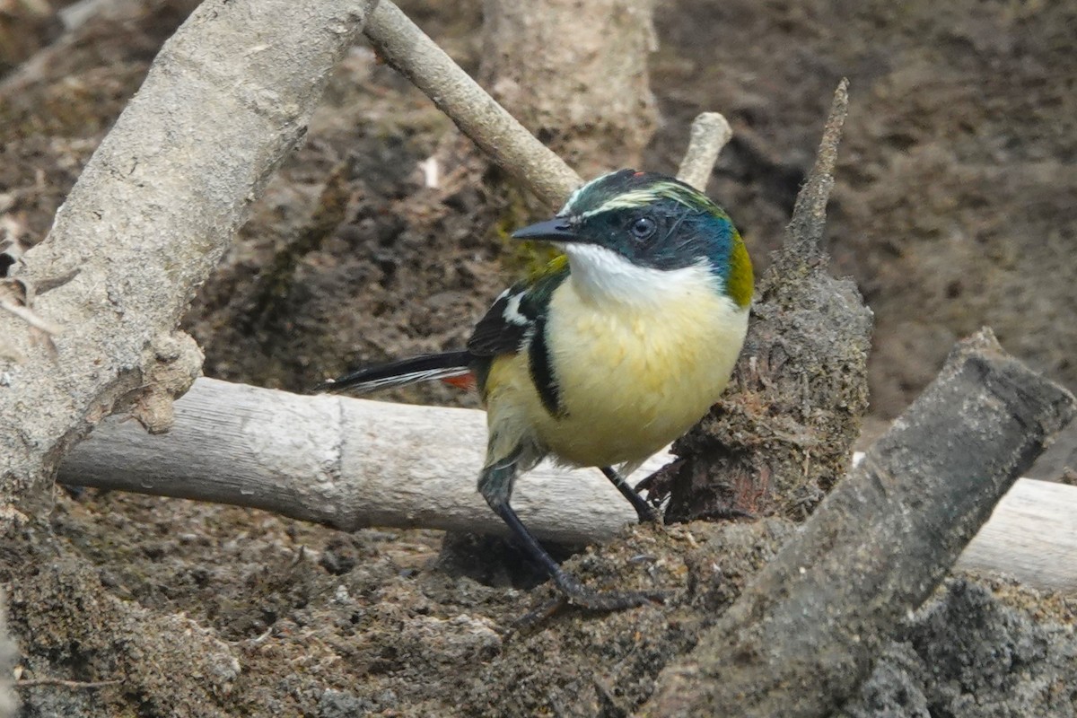 Many-colored Rush Tyrant - ML644185457