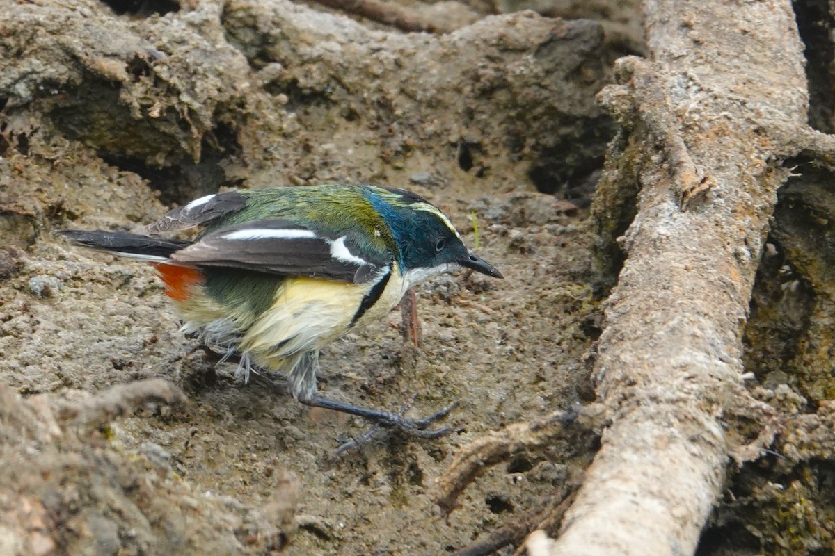 Many-colored Rush Tyrant - ML644185458