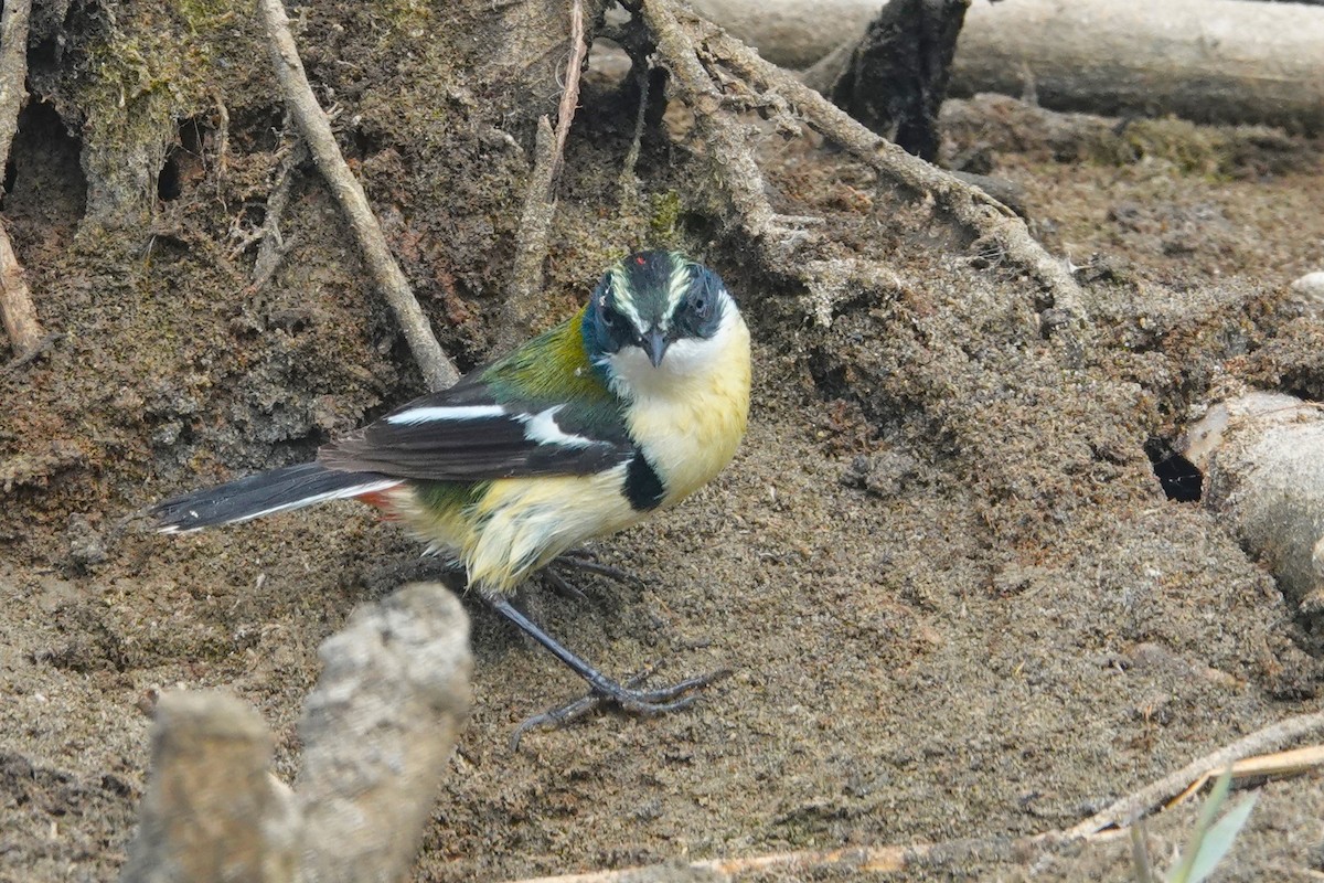 Many-colored Rush Tyrant - ML644185459