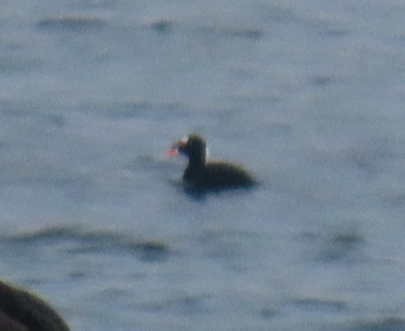 Surf Scoter - ML644185498