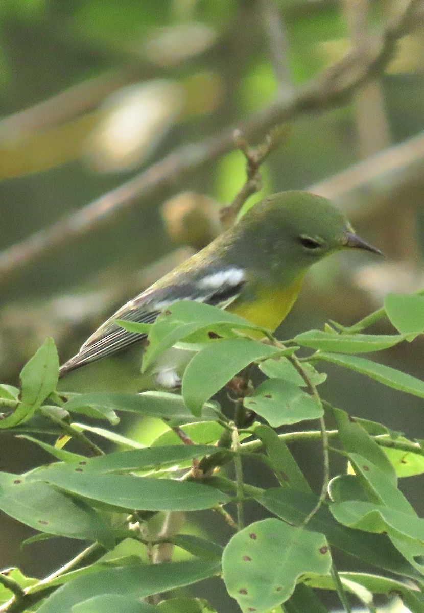 Northern Parula - ML644185502