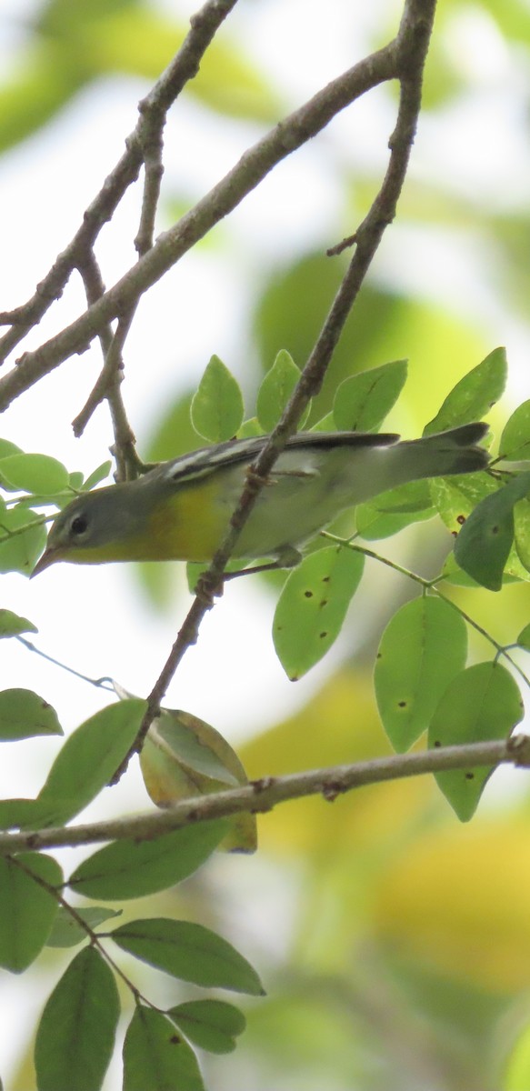 Northern Parula - ML644185504