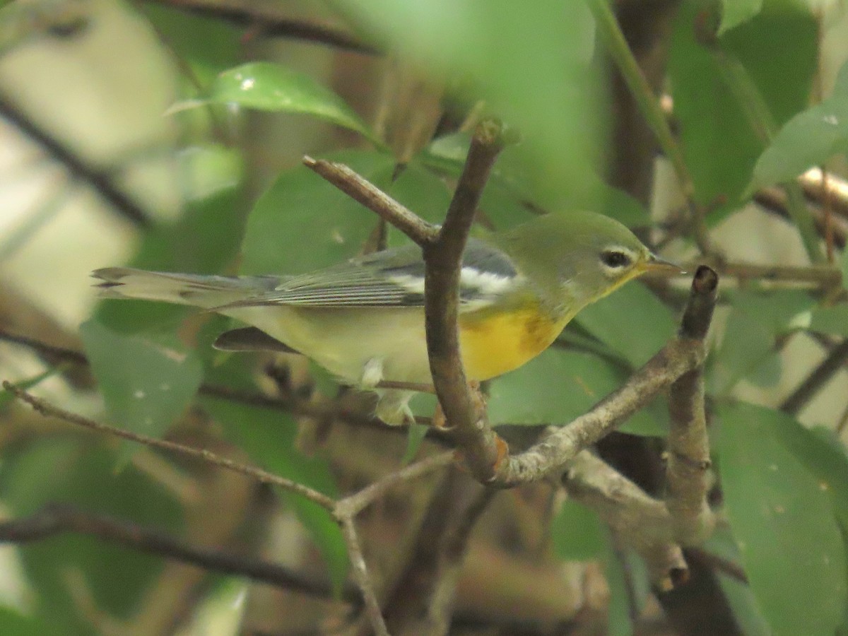 Northern Parula - ML644185505