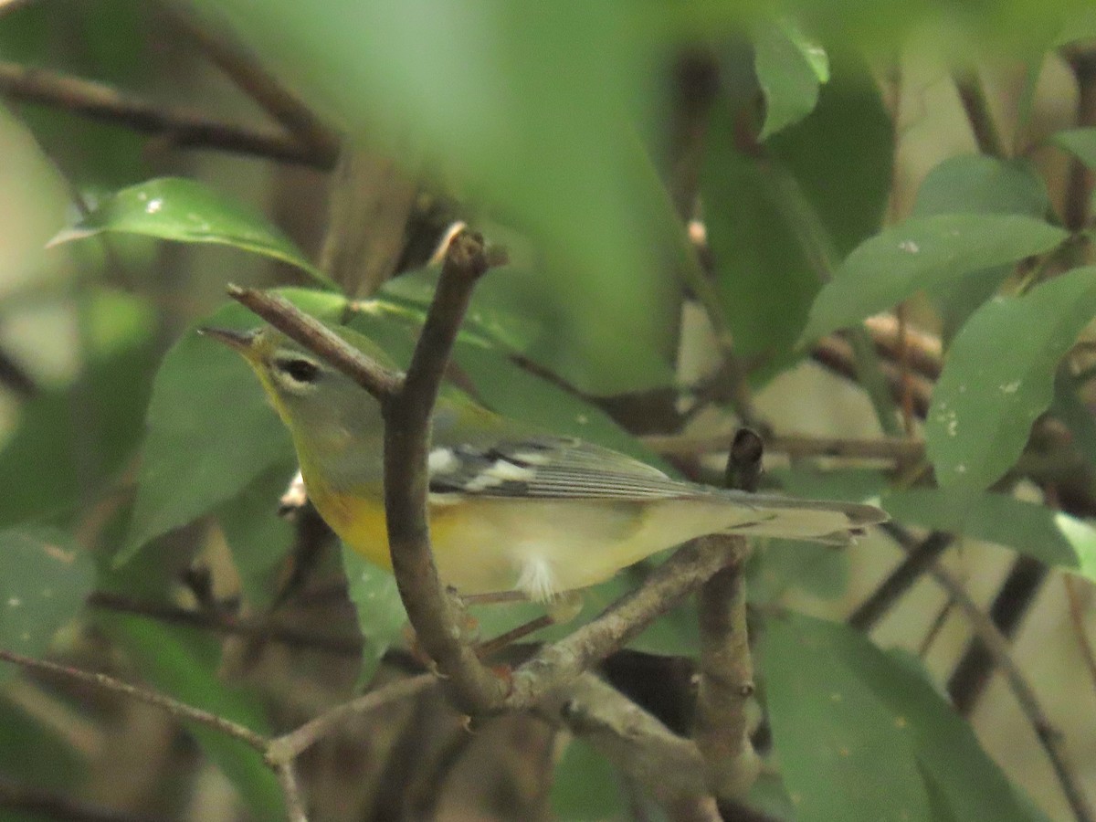 Northern Parula - ML644185506