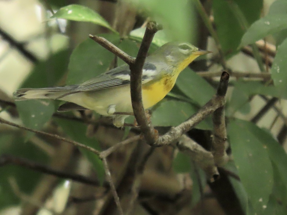 Northern Parula - ML644185508