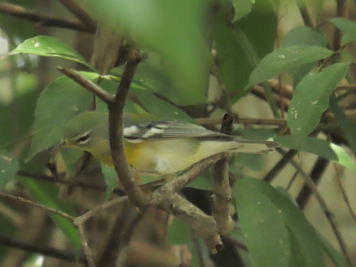 Northern Parula - ML644185509