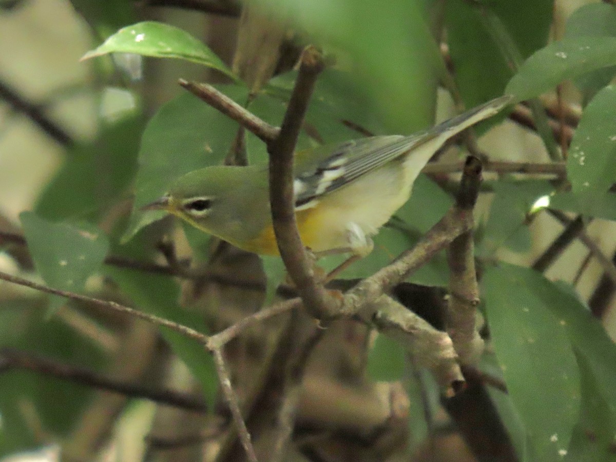 Northern Parula - ML644185514