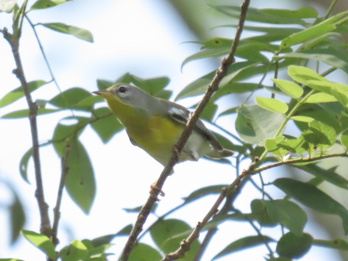Northern Parula - ML644185515