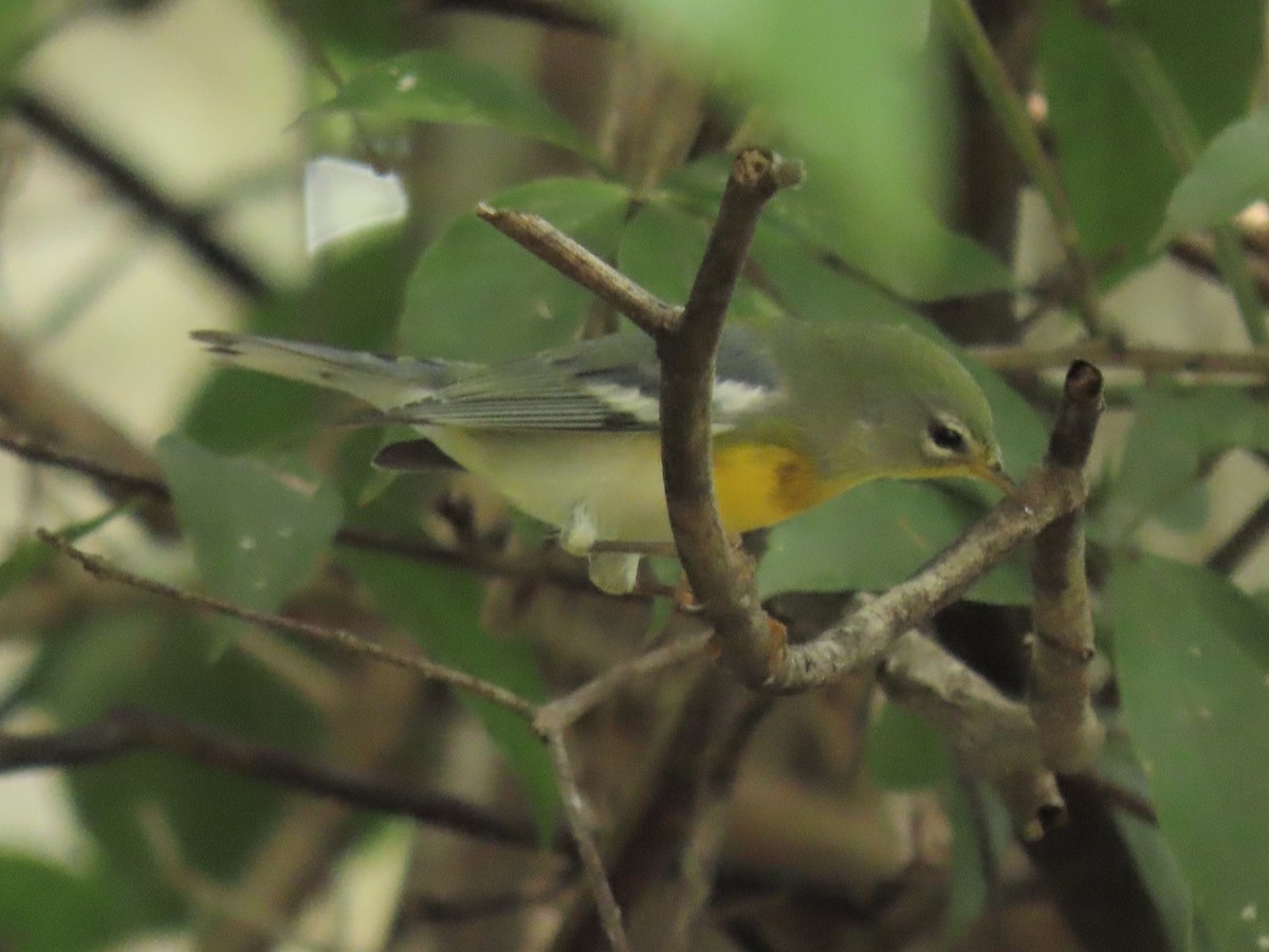 Northern Parula - ML644185516