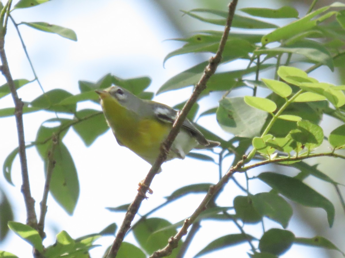 Northern Parula - ML644185517