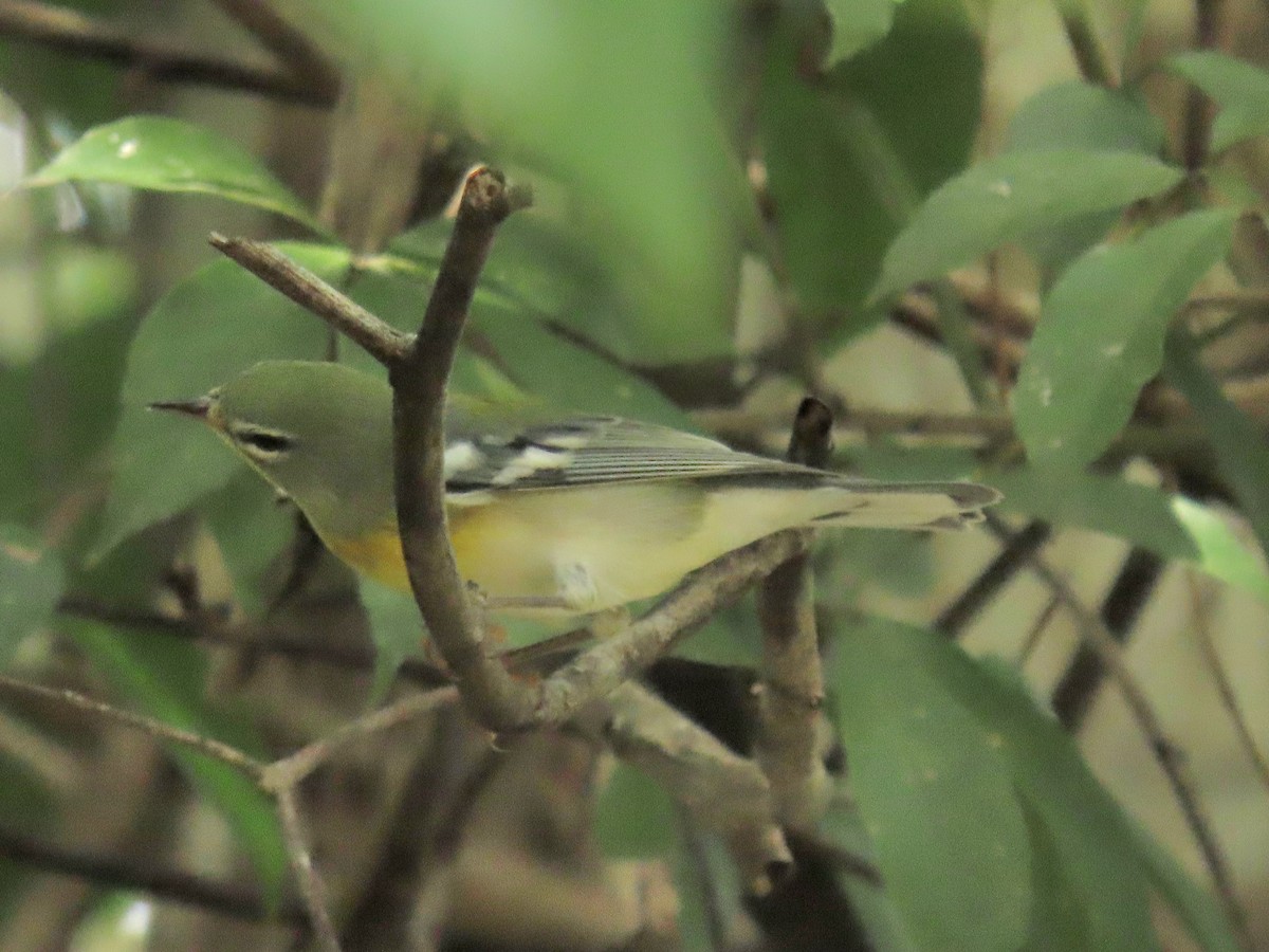 Northern Parula - ML644185519