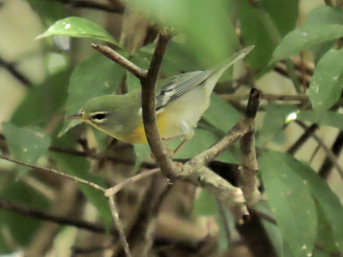 Northern Parula - ML644185521