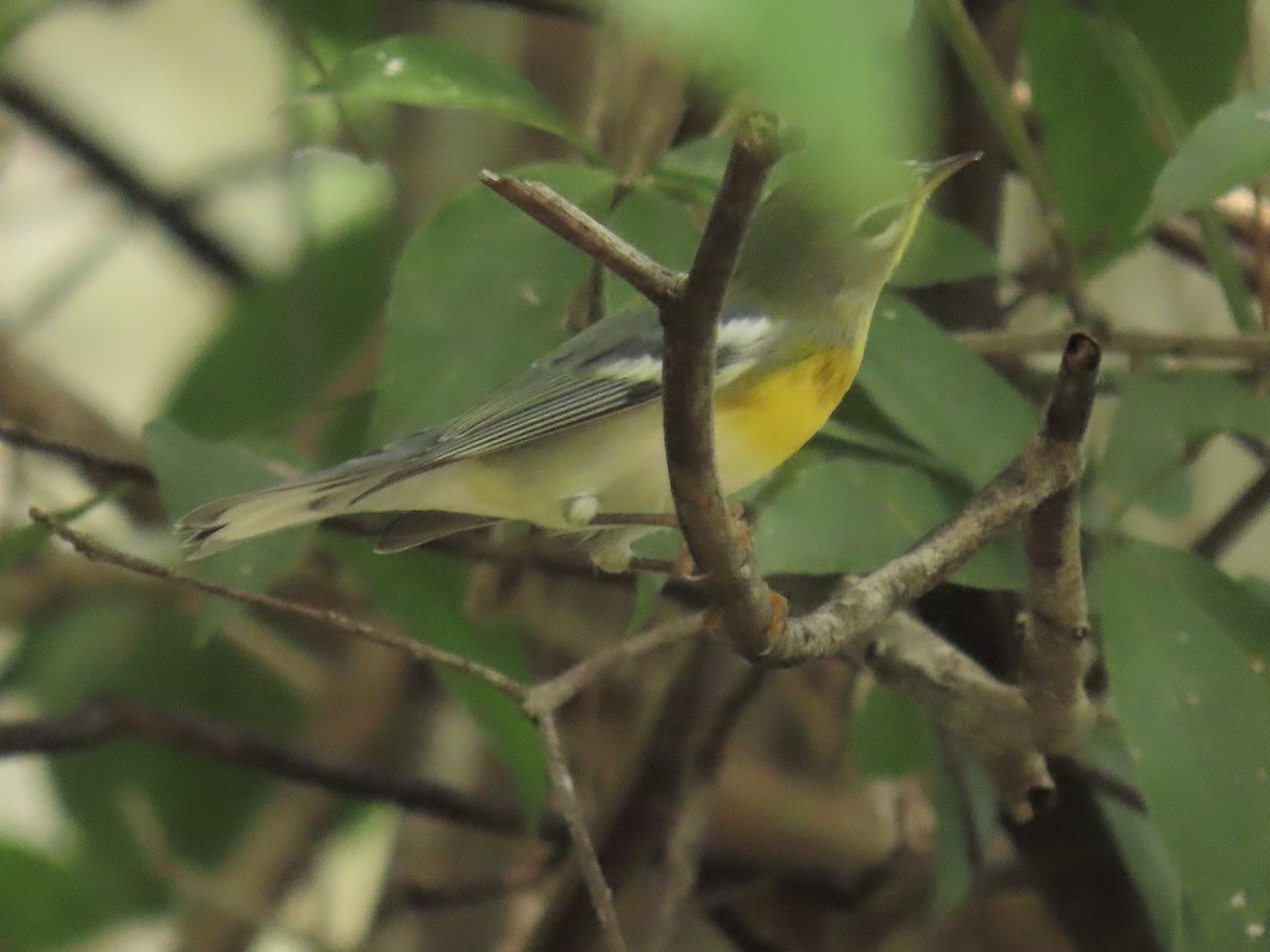 Northern Parula - ML644185522