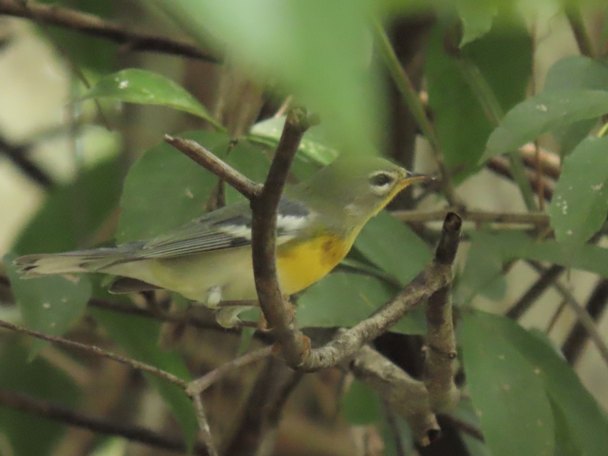 Northern Parula - ML644185523