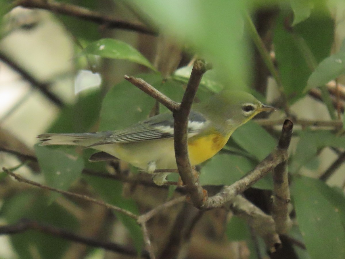 Northern Parula - ML644185524