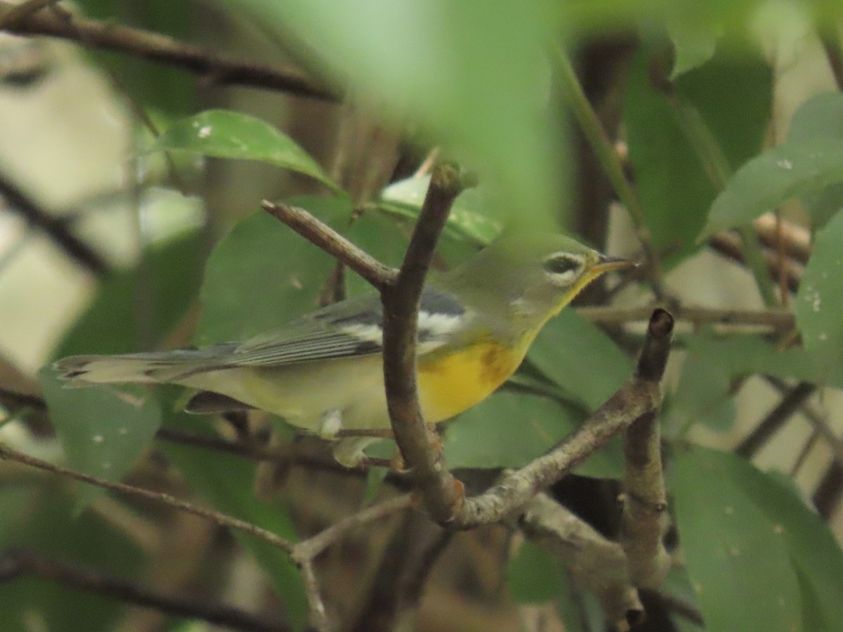 Northern Parula - ML644185525