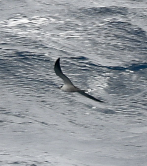 烏領燕鷗 - ML644185534