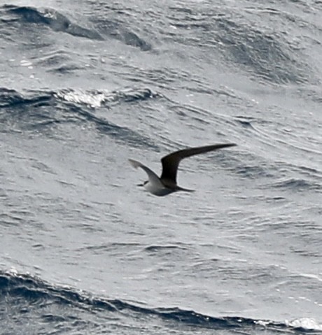 烏領燕鷗 - ML644185535