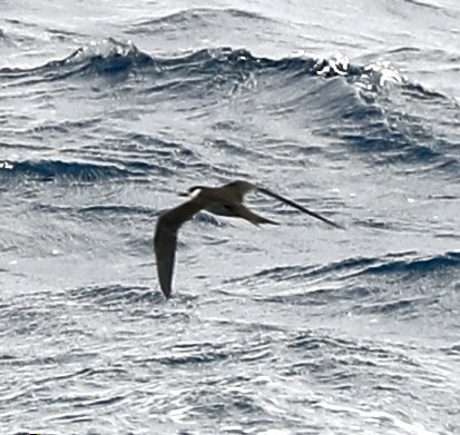 烏領燕鷗 - ML644185536