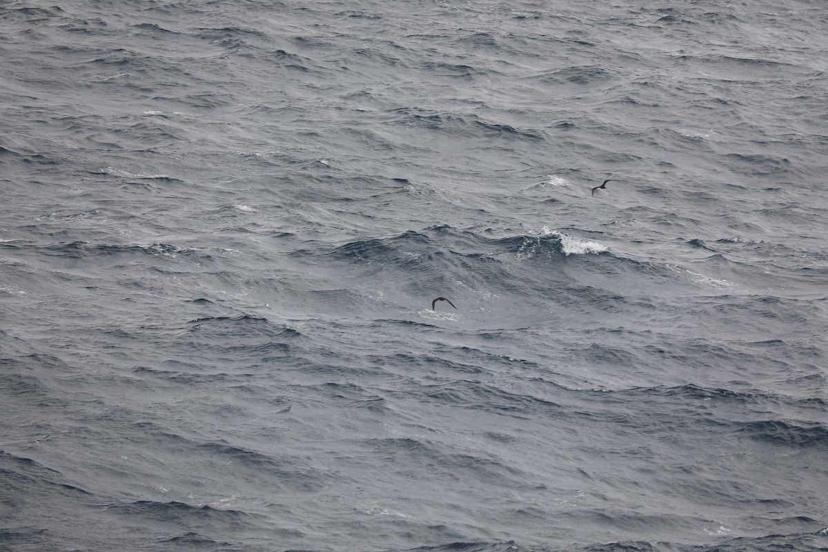 烏領燕鷗 - ML644185539