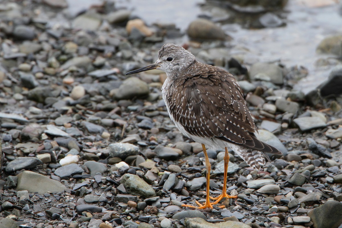 Lesser Yellowlegs - ML644185543