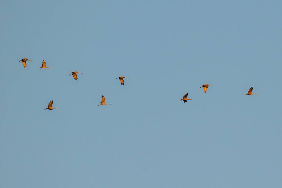 Sandhill Crane - ML644185549