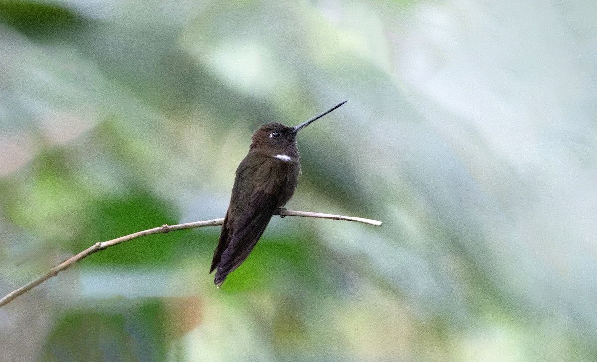 Brown Inca - ML644185550