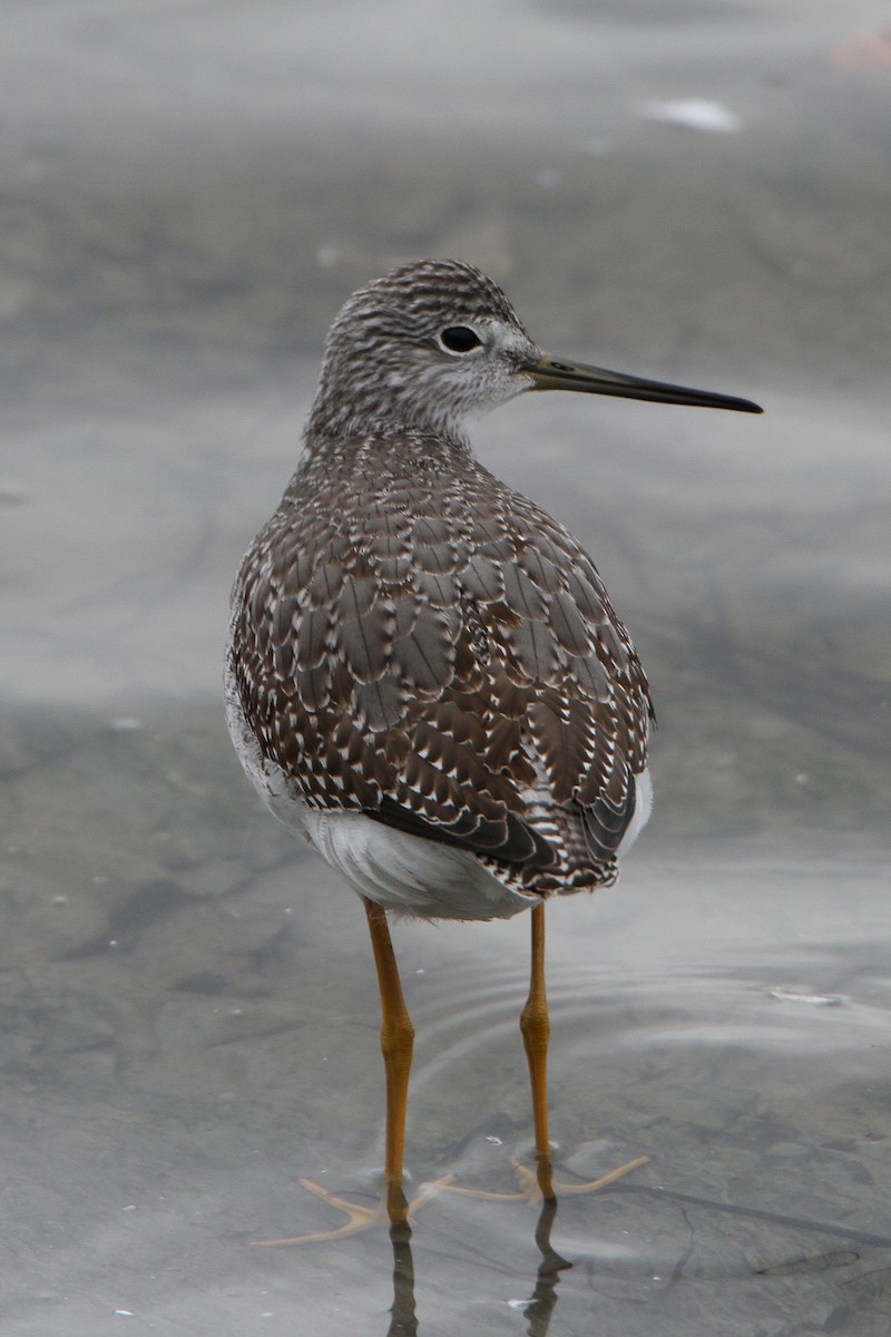 Greater Yellowlegs - ML644185558