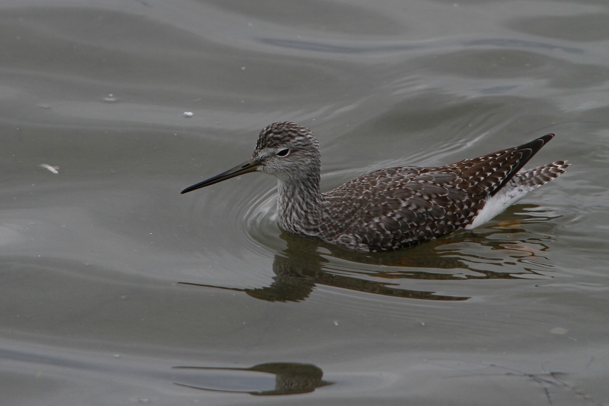 Greater Yellowlegs - ML644185559