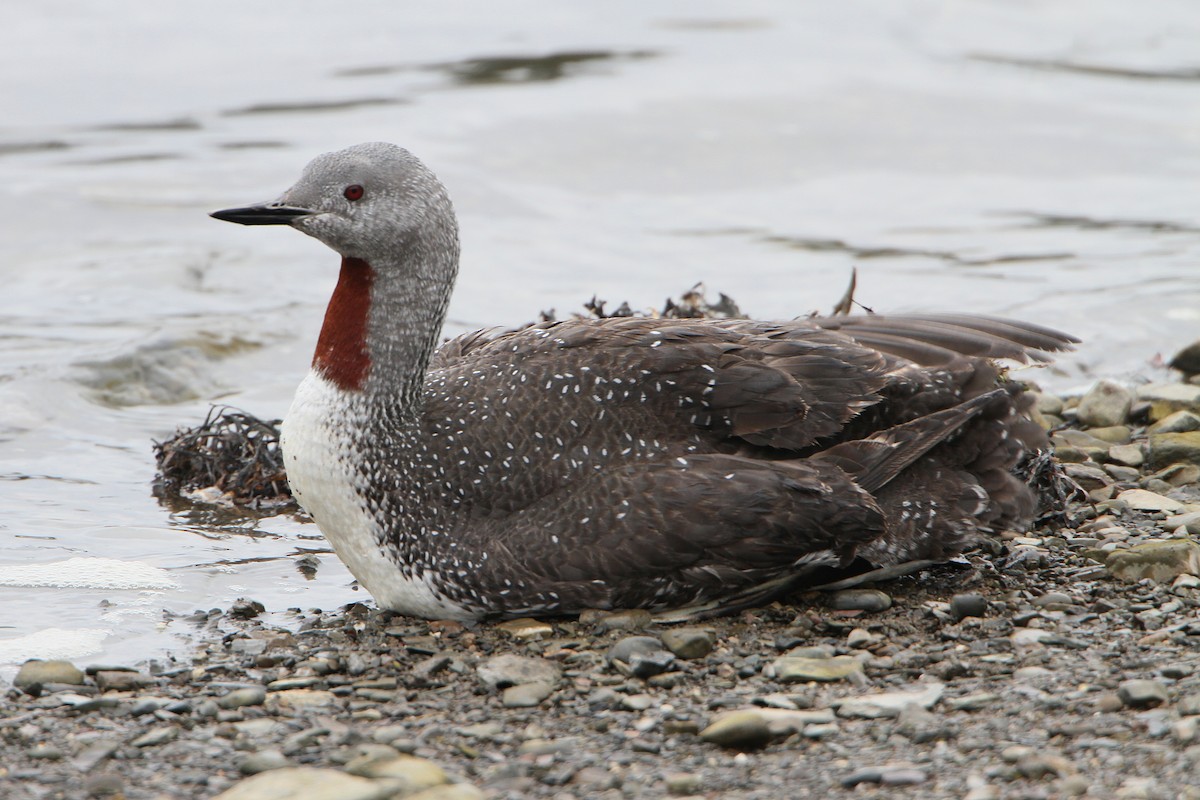 Red-throated Loon - ML644185572