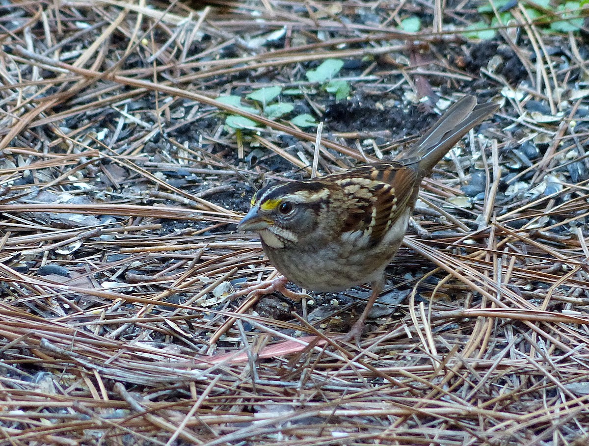 Ak Boğazlı Serçe - ML644185579