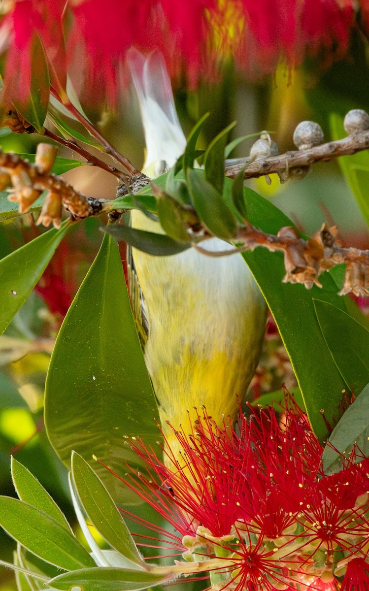 Пеночковая древесница - ML644185580