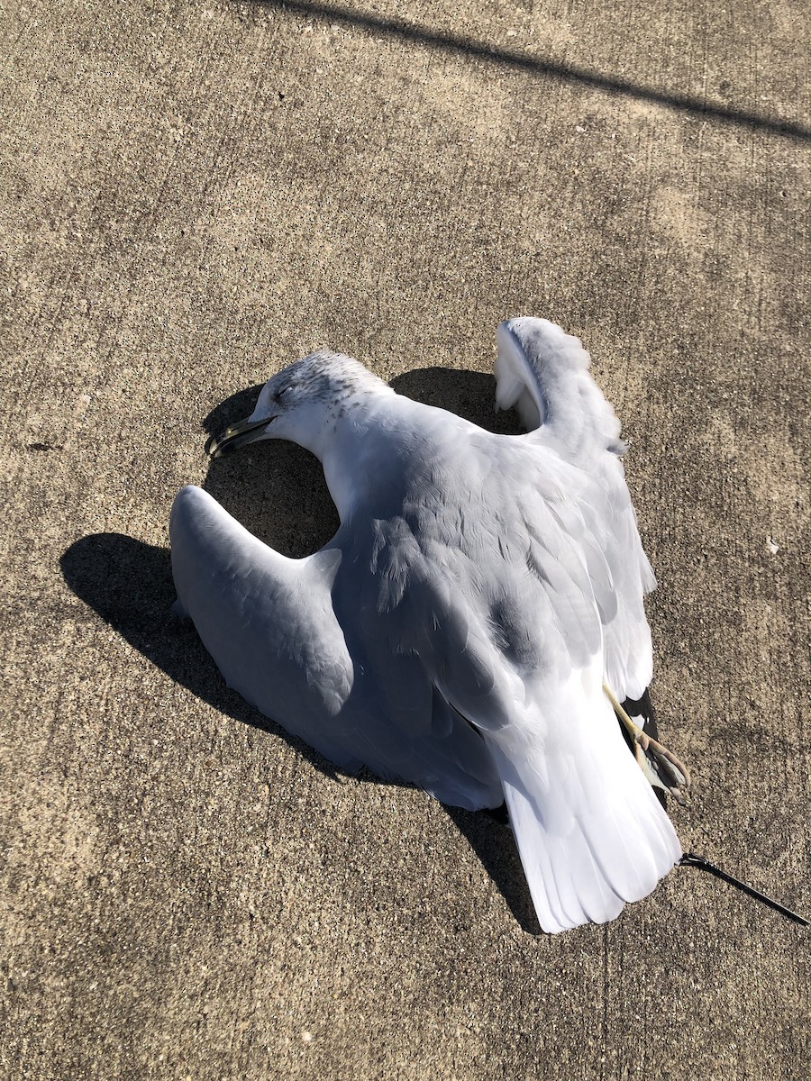 Ring-billed Gull - ML644185583