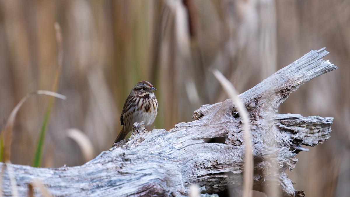 Song Sparrow - ML644185585