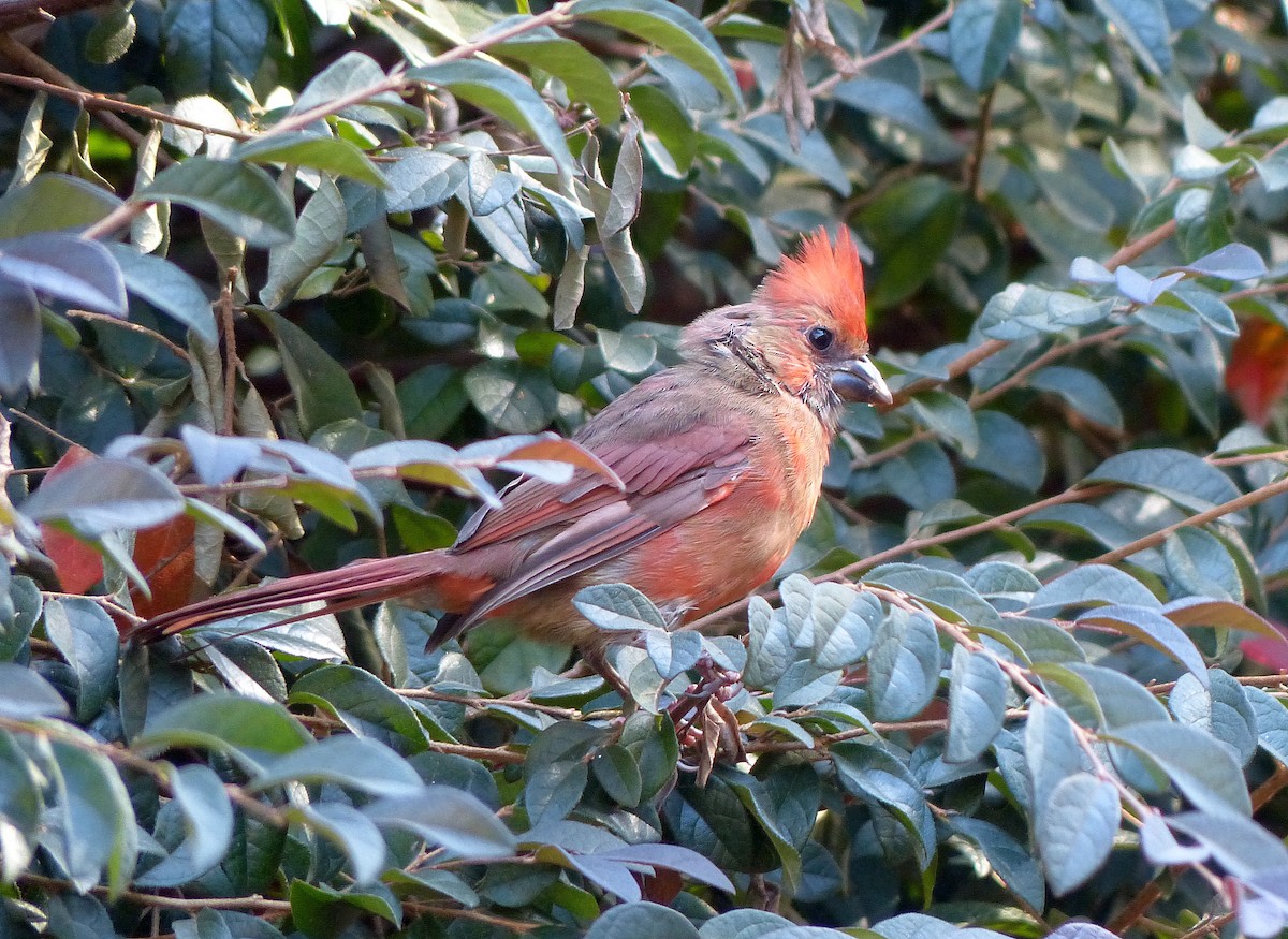 Kırmızı Kardinal - ML644185589