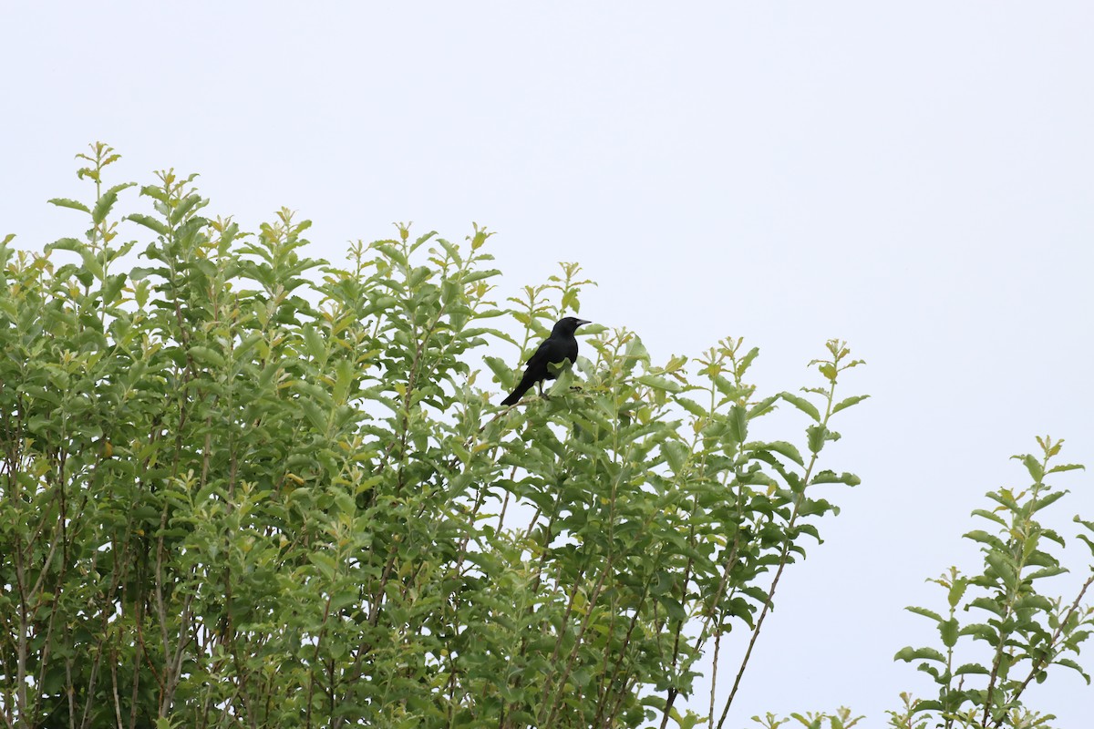 Austral Blackbird - ML644185597