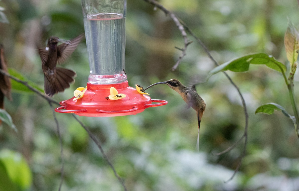 Orangebauch-Schattenkolibri - ML644185609