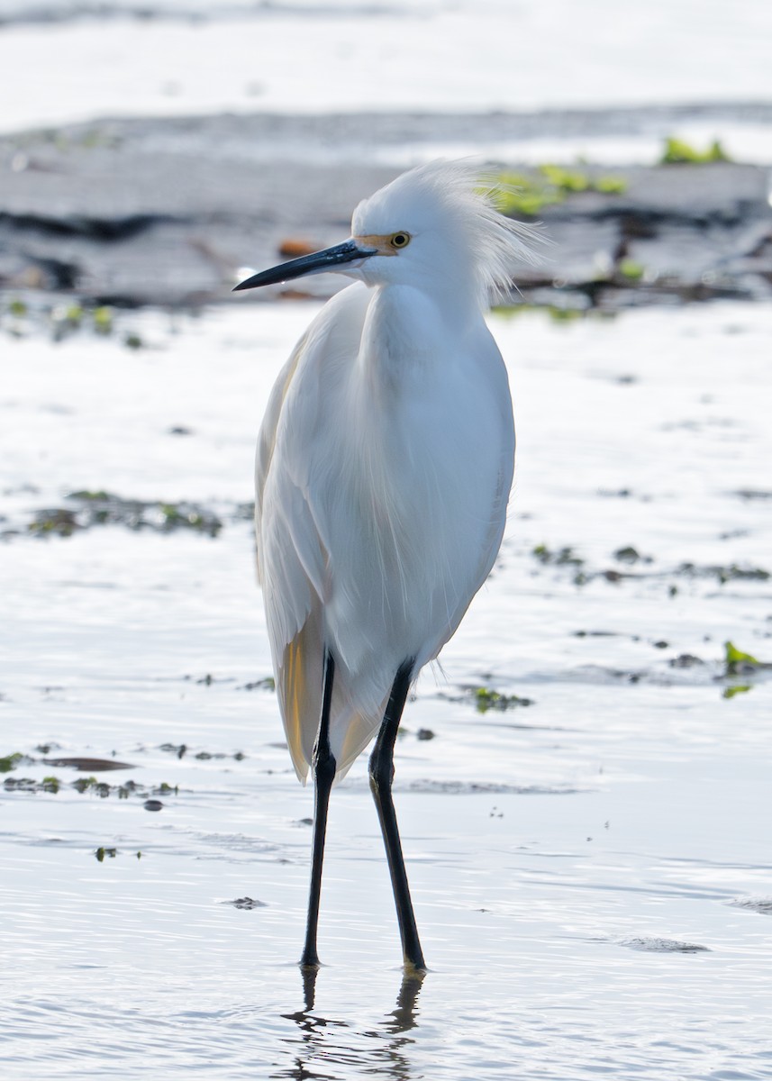 Snowy Egret - ML644185617