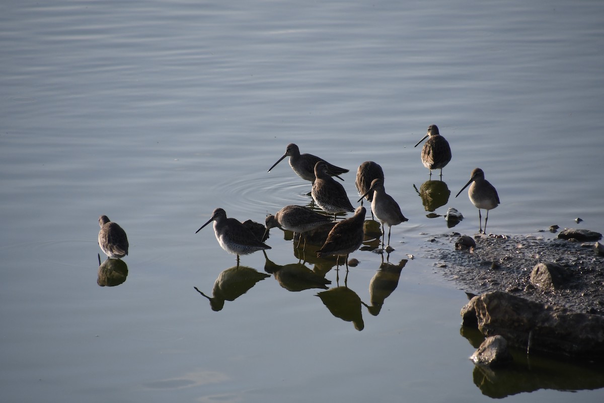 Long-billed Dowitcher - ML644185618