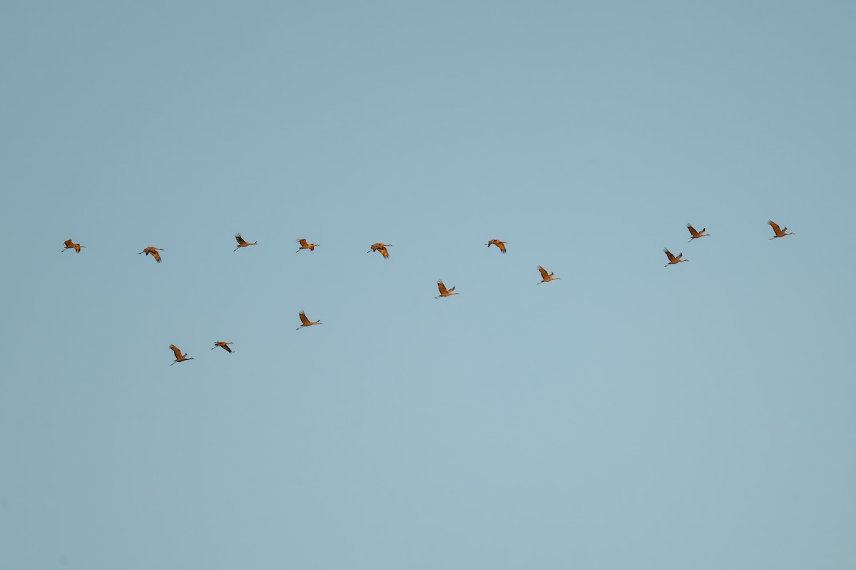 Sandhill Crane - ML644185630