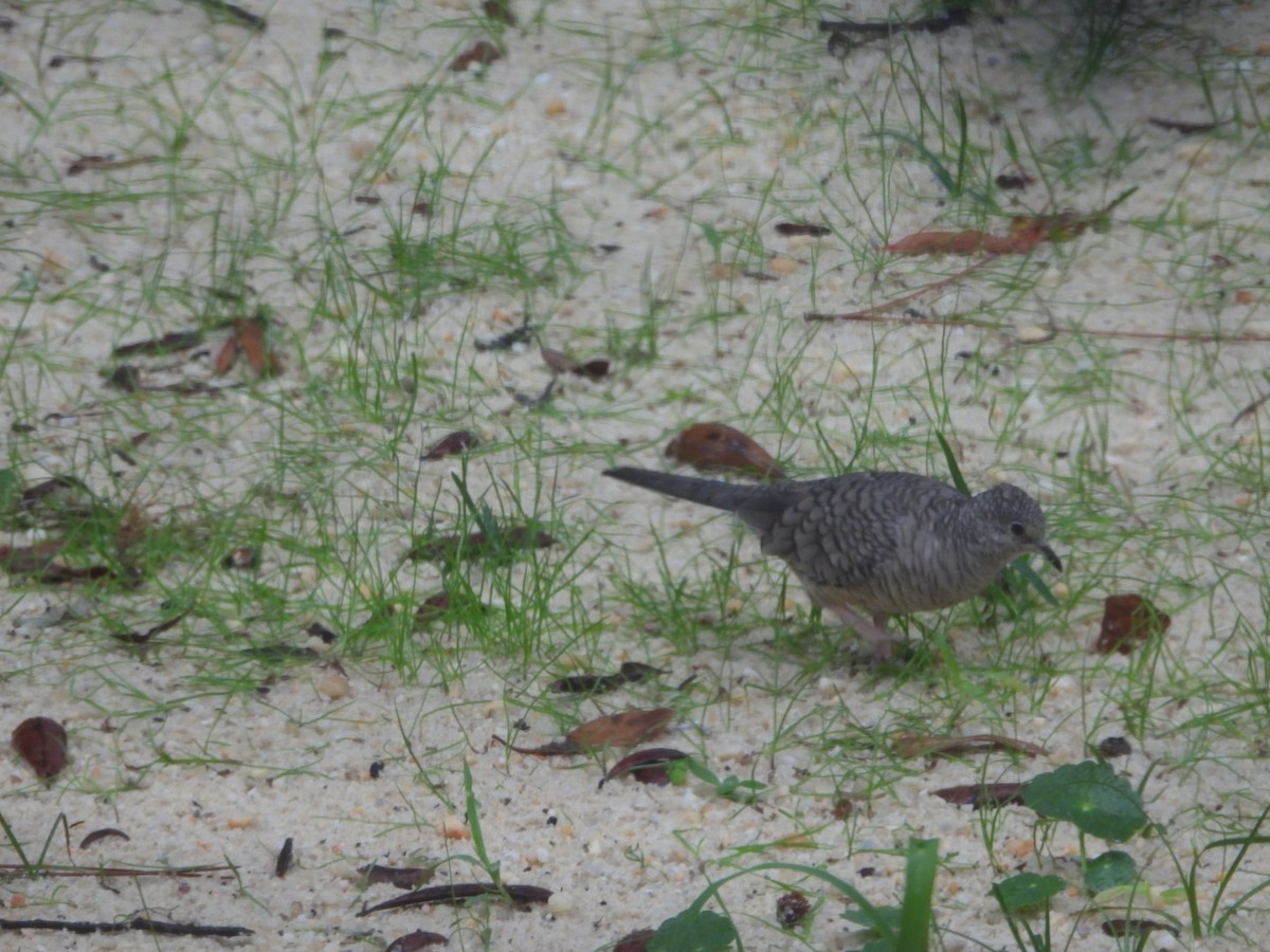 Inca Dove - ML644185642