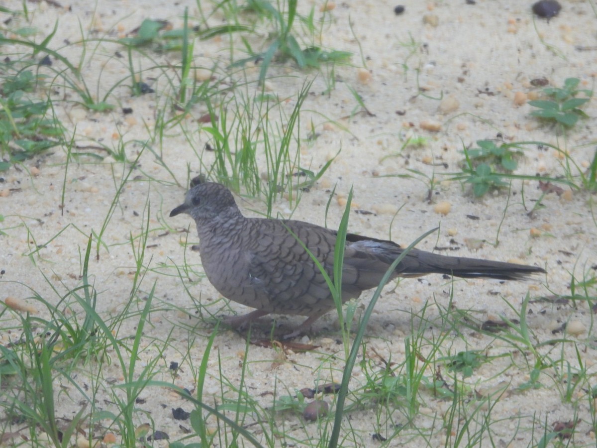 Inca Dove - ML644185643