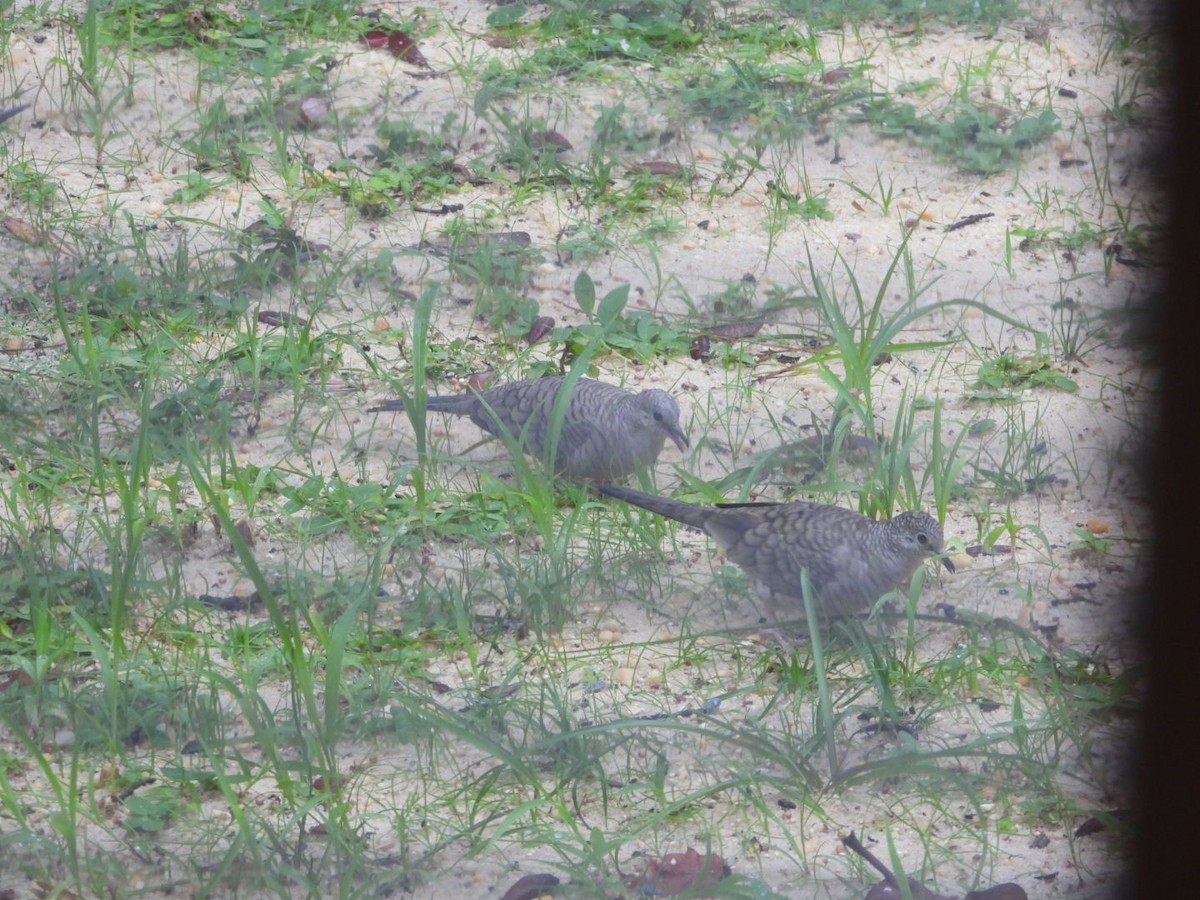 Inca Dove - ML644185644