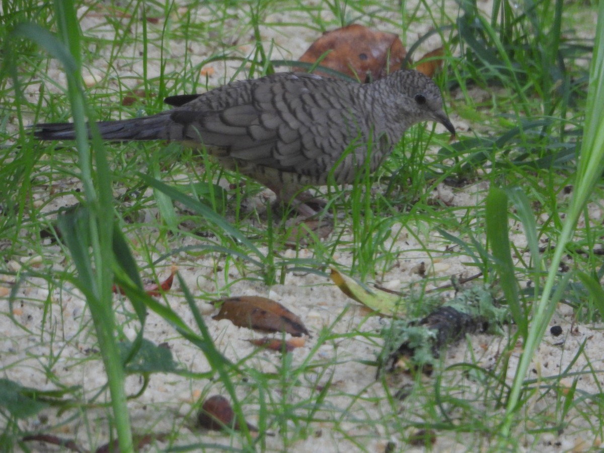 Inca Dove - ML644185645