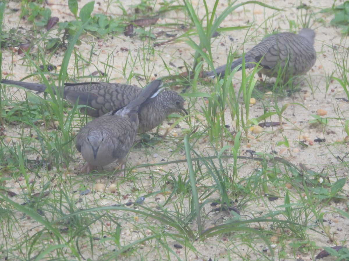 Inca Dove - ML644185646