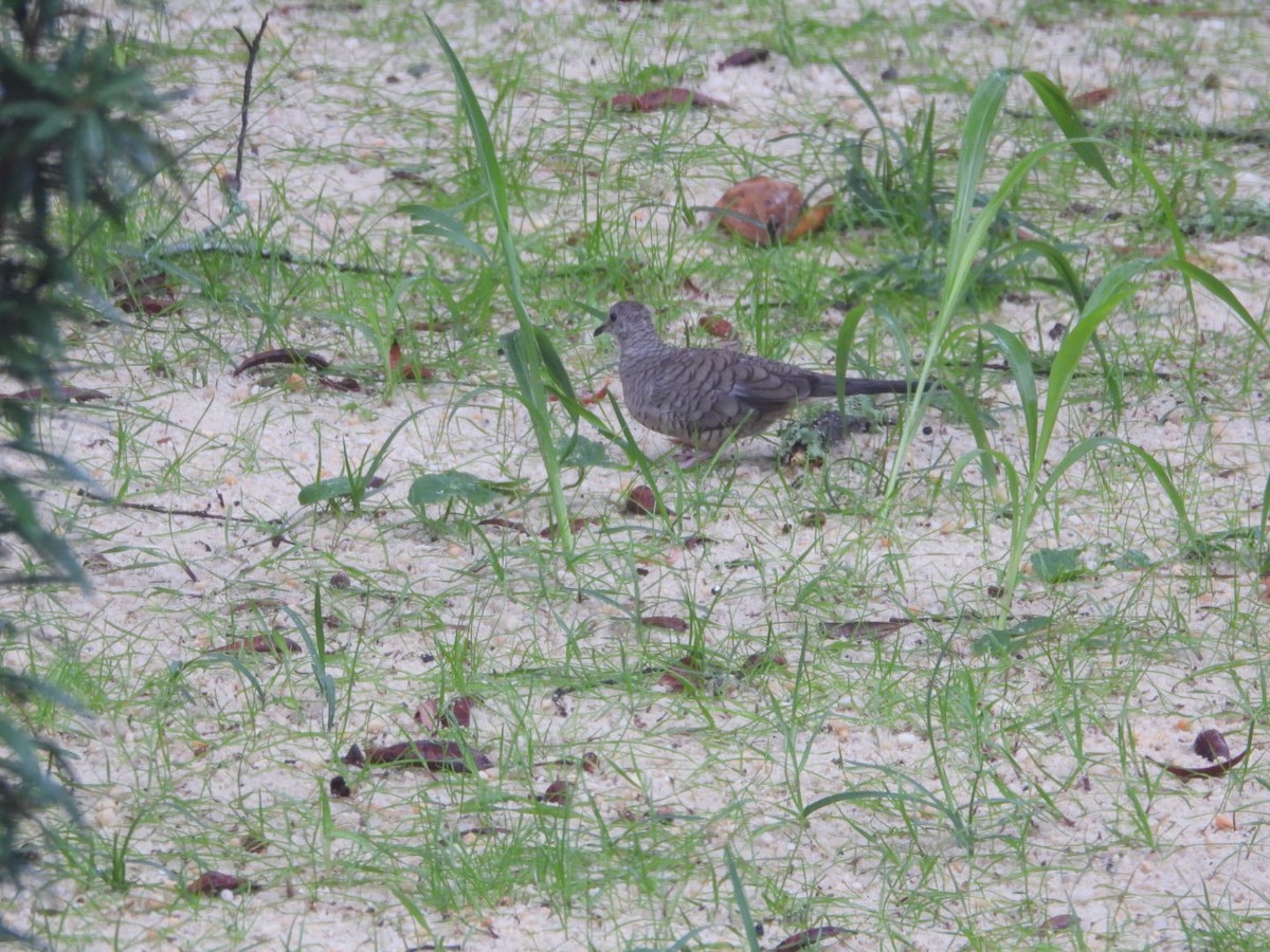 Inca Dove - ML644185647