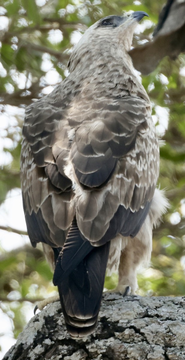 Wahlberg's Eagle - ML644185672