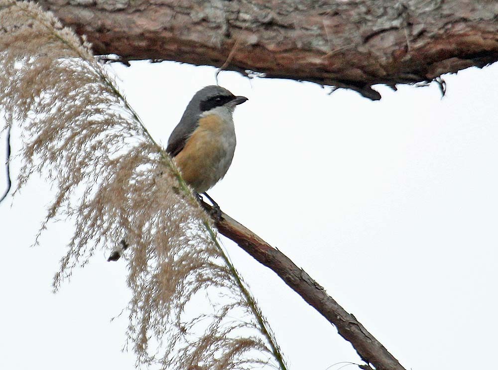 Gray-backed Shrike - ML644185684