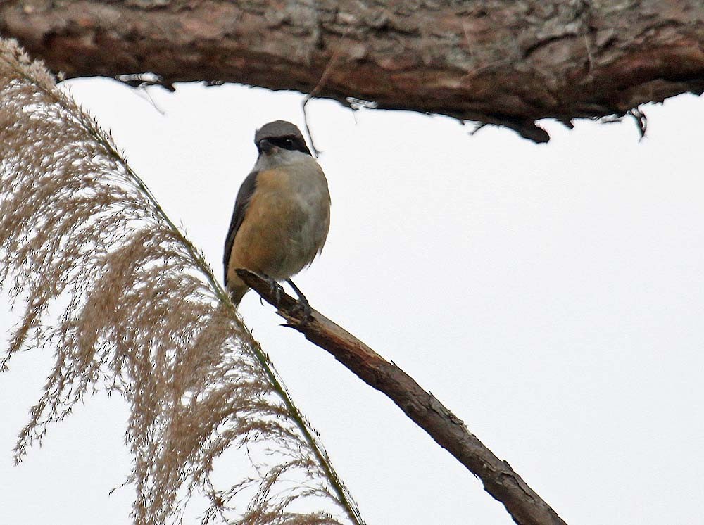 Gray-backed Shrike - ML644185686