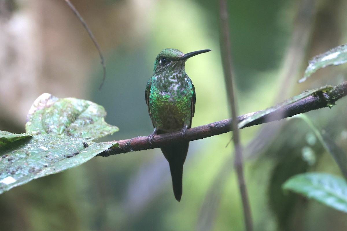 İmparator Pırıltı - ML644185690